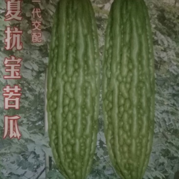 苦瓜苗白珍珠苦瓜苗场直销量大从优质量保证