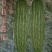 苦瓜苗白珍珠苦瓜苗场直销量大从优质量保证