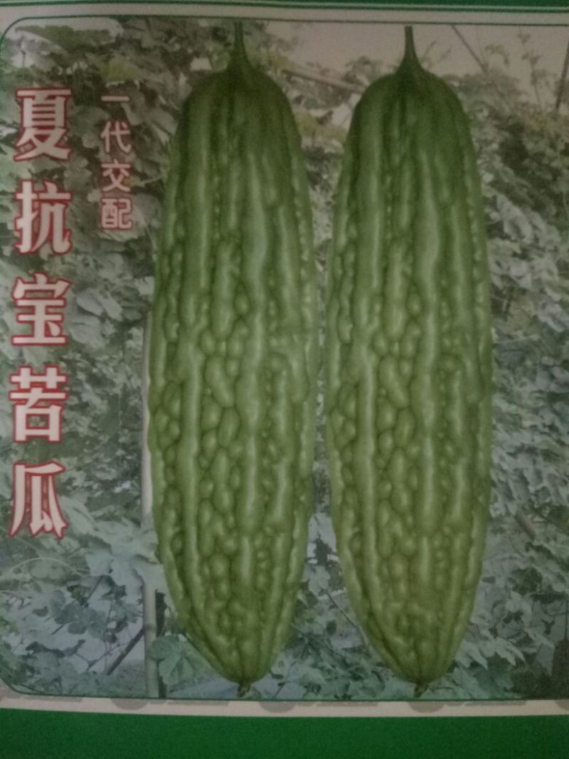 苦瓜苗白珍珠苦瓜苗场直销量大从优质量保证
