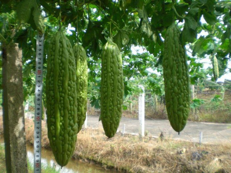 苦瓜苗白珍珠苦瓜苗场直销量大从优质量保证