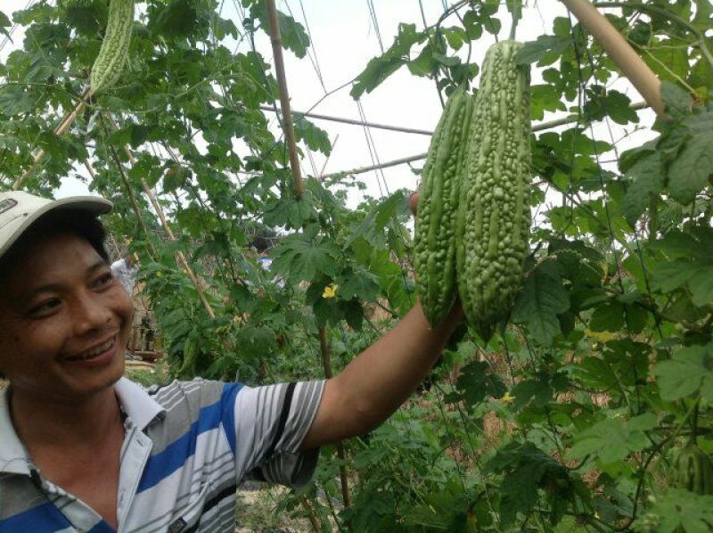 苦瓜苗白珍珠苦瓜苗场直销量大从优质量保证