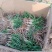 金娃娃萱草大量苗圃出售价格低质量好无中介