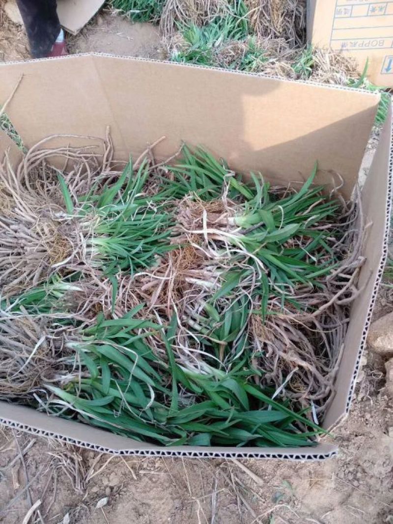 金娃娃萱草大量苗圃出售价格低质量好无中介