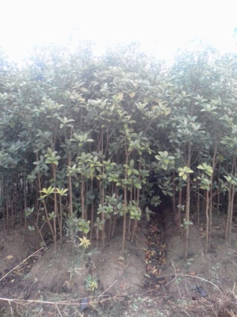 桂花树，九江诚信苗木欢迎全国各地老板来电咨询。