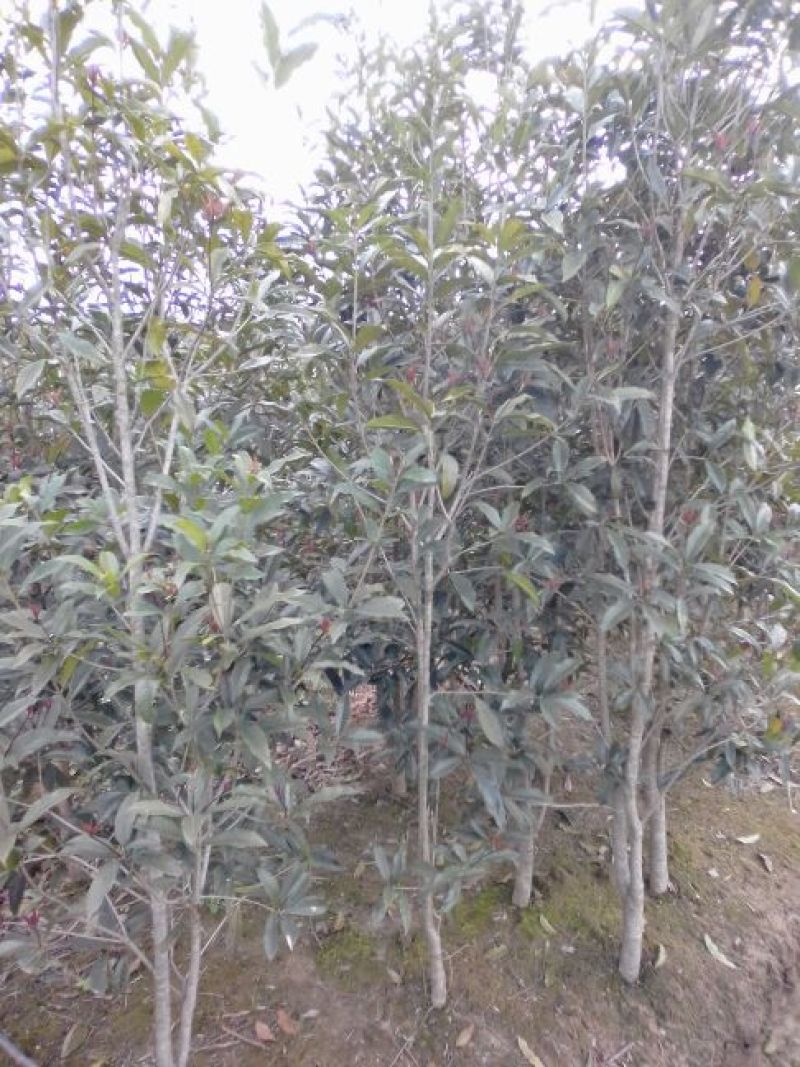 桂花树，九江诚信苗木欢迎全国各地老板来电咨询。