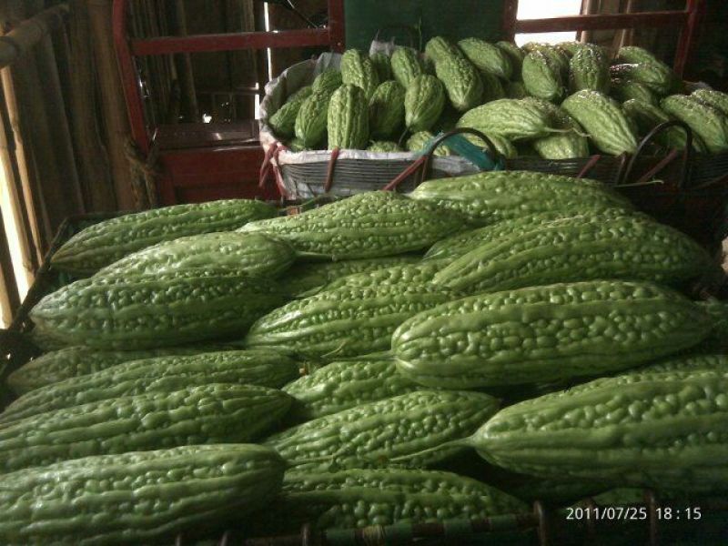 苦瓜苗假珍珠苦瓜苗苗场直销量大从优