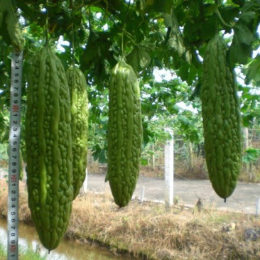 苦瓜苗假珍珠苦瓜苗苗场直销量大从优