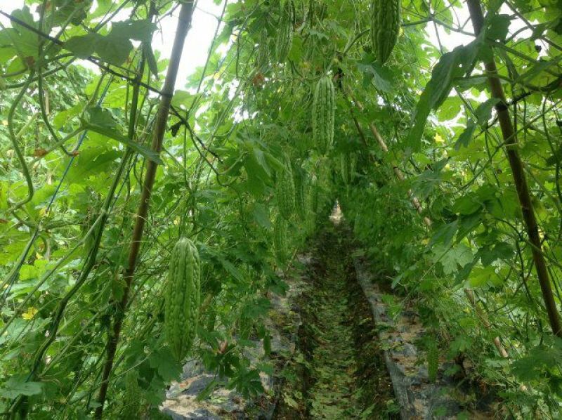 苦瓜苗假珍珠苦瓜苗苗场直销量大从优