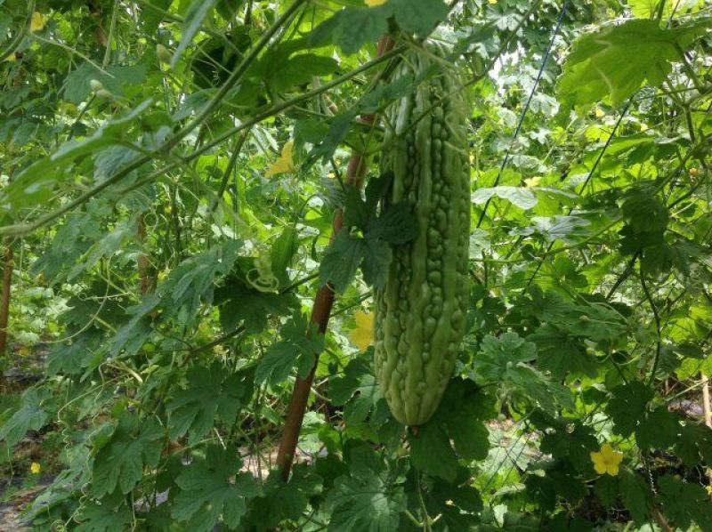 苦瓜苗假珍珠苦瓜苗苗场直销量大从优