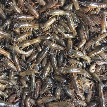 龙虾苗人工养殖虾苗