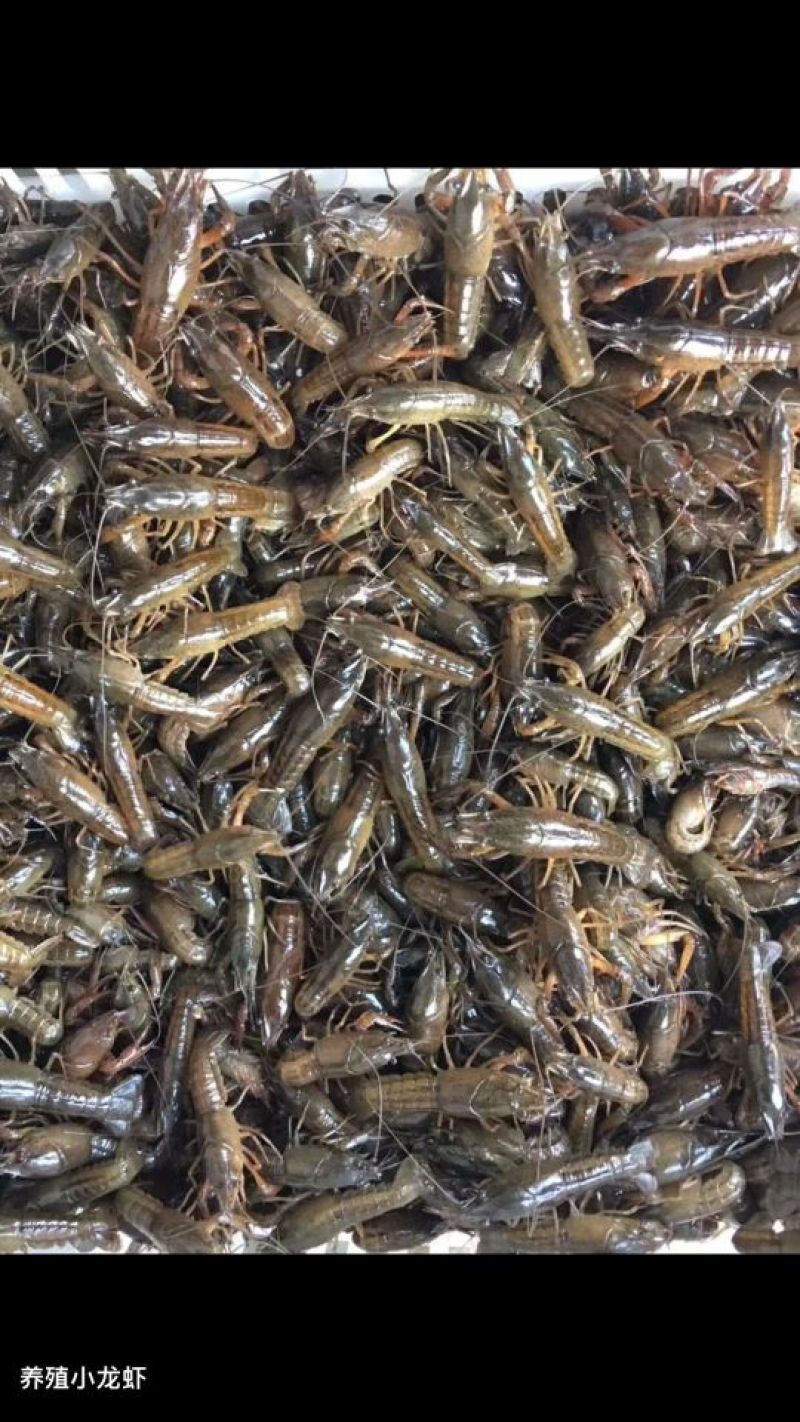 龙虾苗人工养殖虾苗