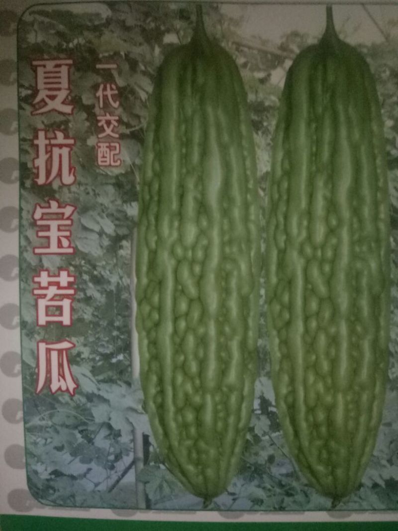 苦瓜苗假珍珠苦瓜苗苗场直销量大从优