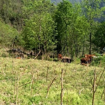 黄牛400~500kg