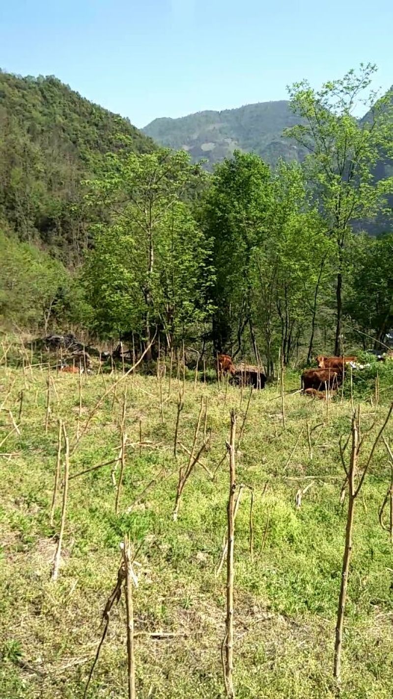 黄牛400~500kg