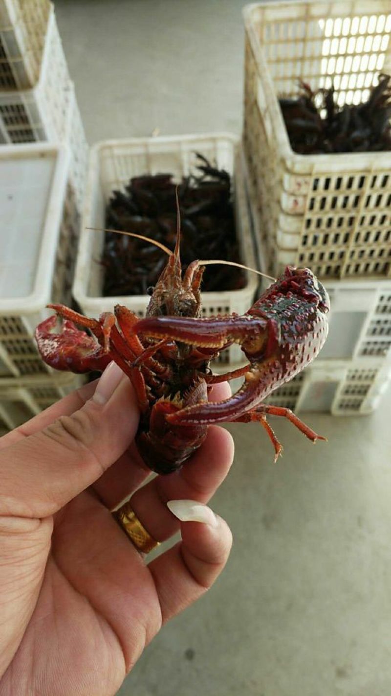 克氏原螯虾稻田套养4-6钱（20-30克）食用活虾