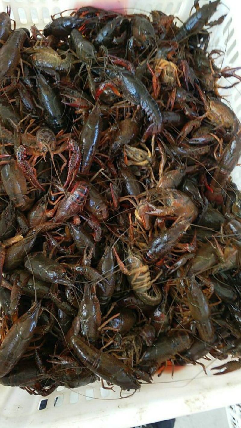 克氏原螯虾稻田套养4-6钱（20-30克）食用活虾