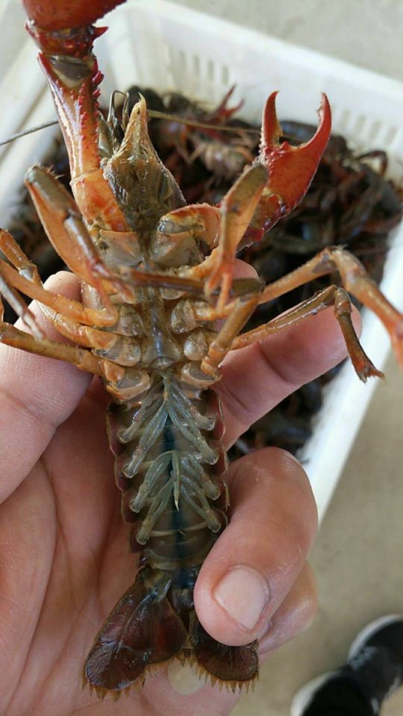 克氏原螯虾稻田套养4-6钱（20-30克）食用活虾