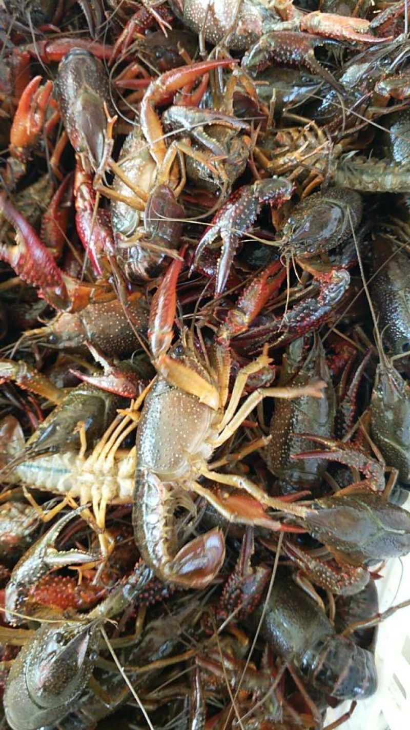 克氏原螯虾稻田套养4-6钱（20-30克）食用活虾