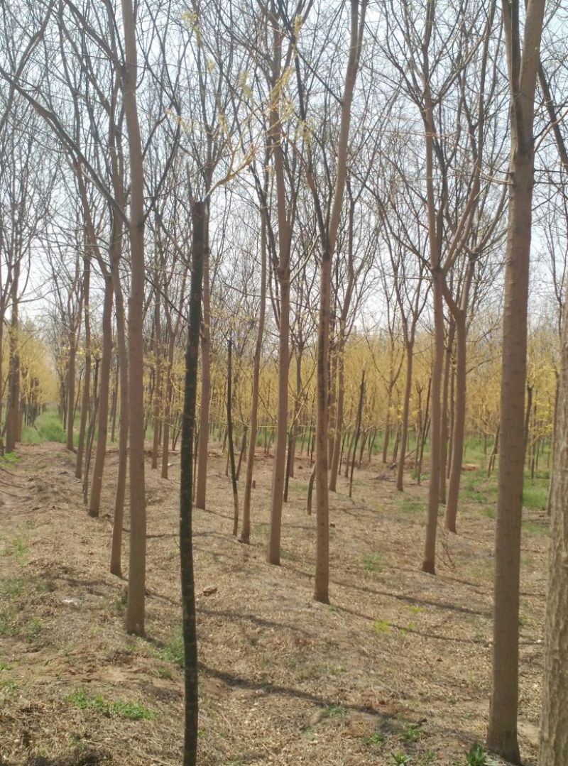 国槐8~10cm8~10cm2~3米