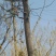 国槐8~10cm8~10cm2~3米