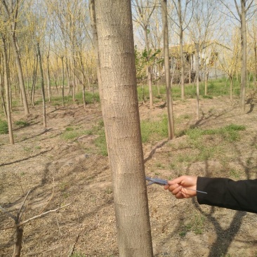 国槐8~10cm8~10cm2~3米