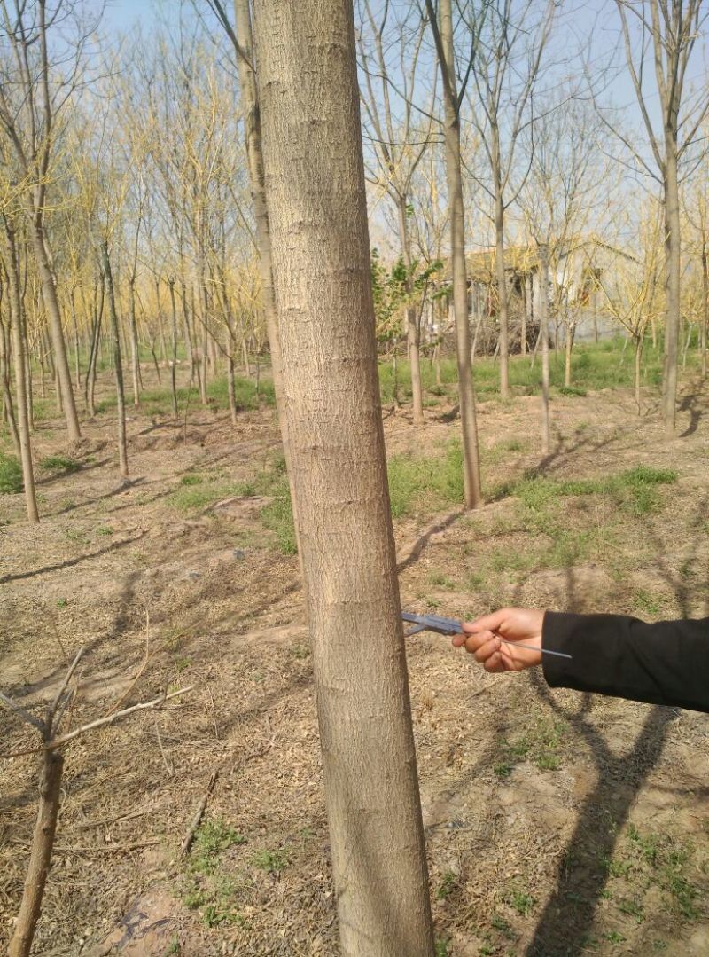 国槐8~10cm8~10cm2~3米