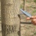 国槐8~10cm8~10cm2~3米