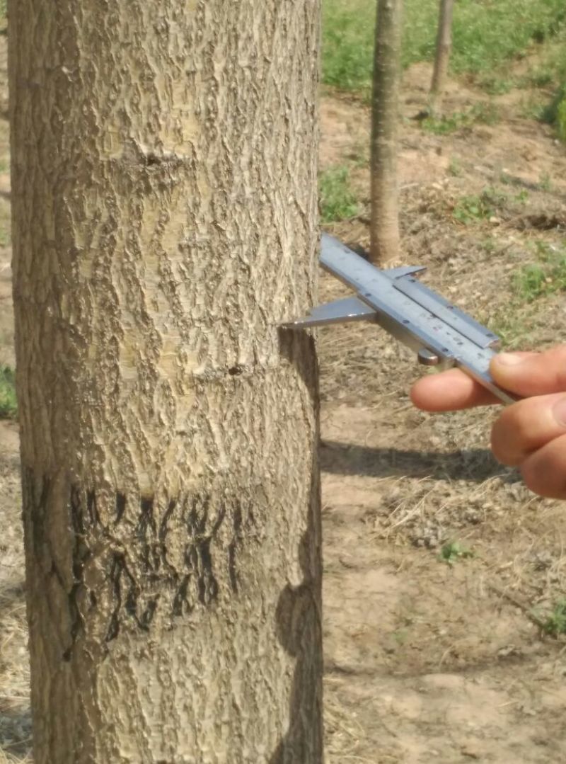 国槐8~10cm8~10cm2~3米