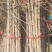 银杏树10~12cm4米以上2~3米