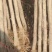 银杏树10~12cm4米以上2~3米