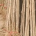 银杏树10~12cm4米以上2~3米