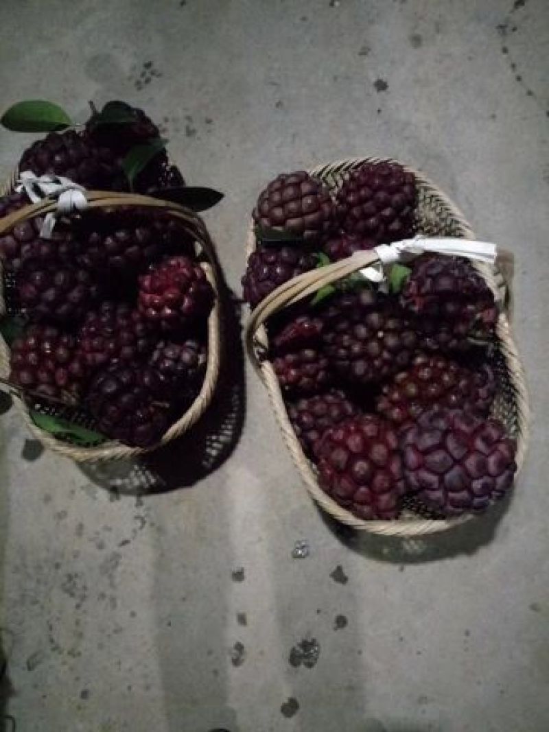 布福娜树苗20~30cm