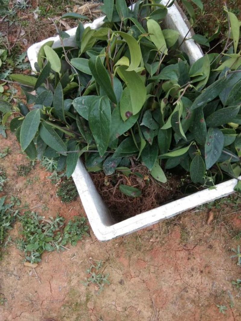 布福娜树苗20~30cm
