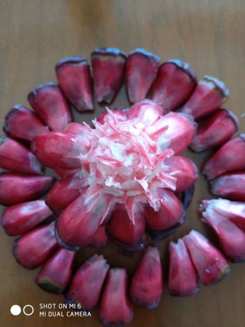 布福娜树苗20~30cm