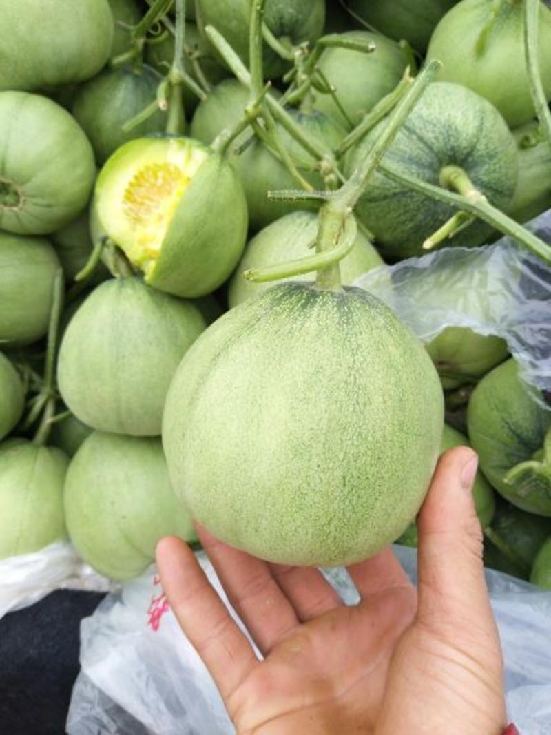 绿宝甜瓜0.5斤以上供应电商超市市场大量现货