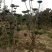 造型树