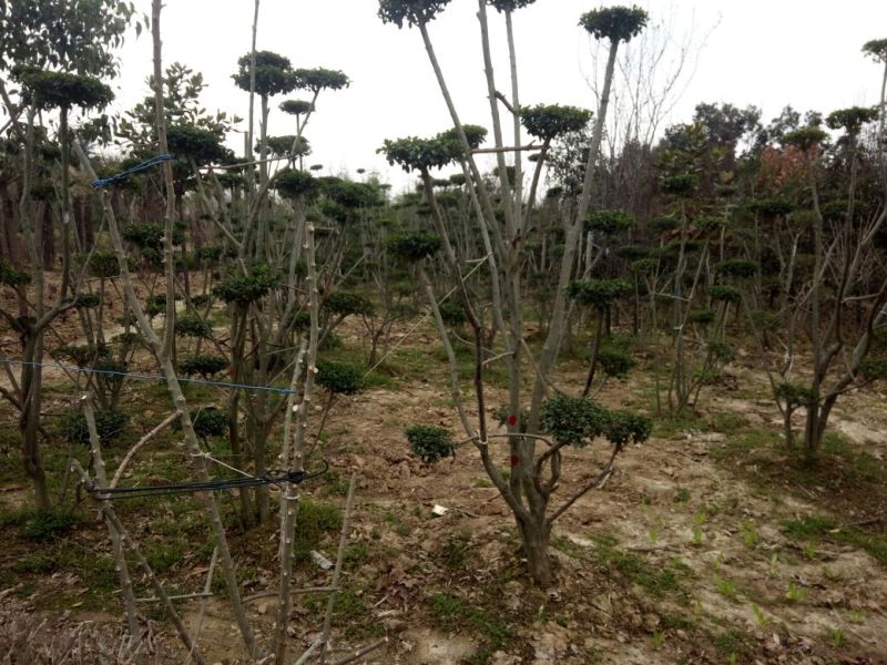 造型树