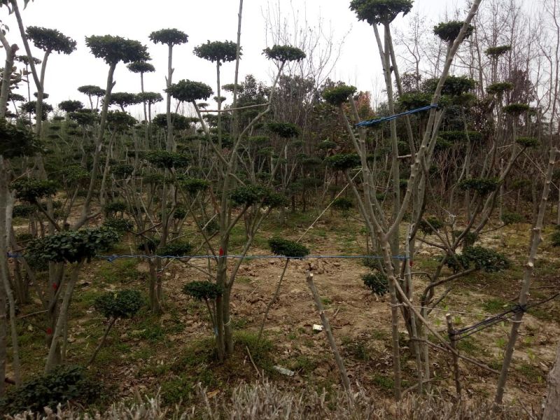 造型树