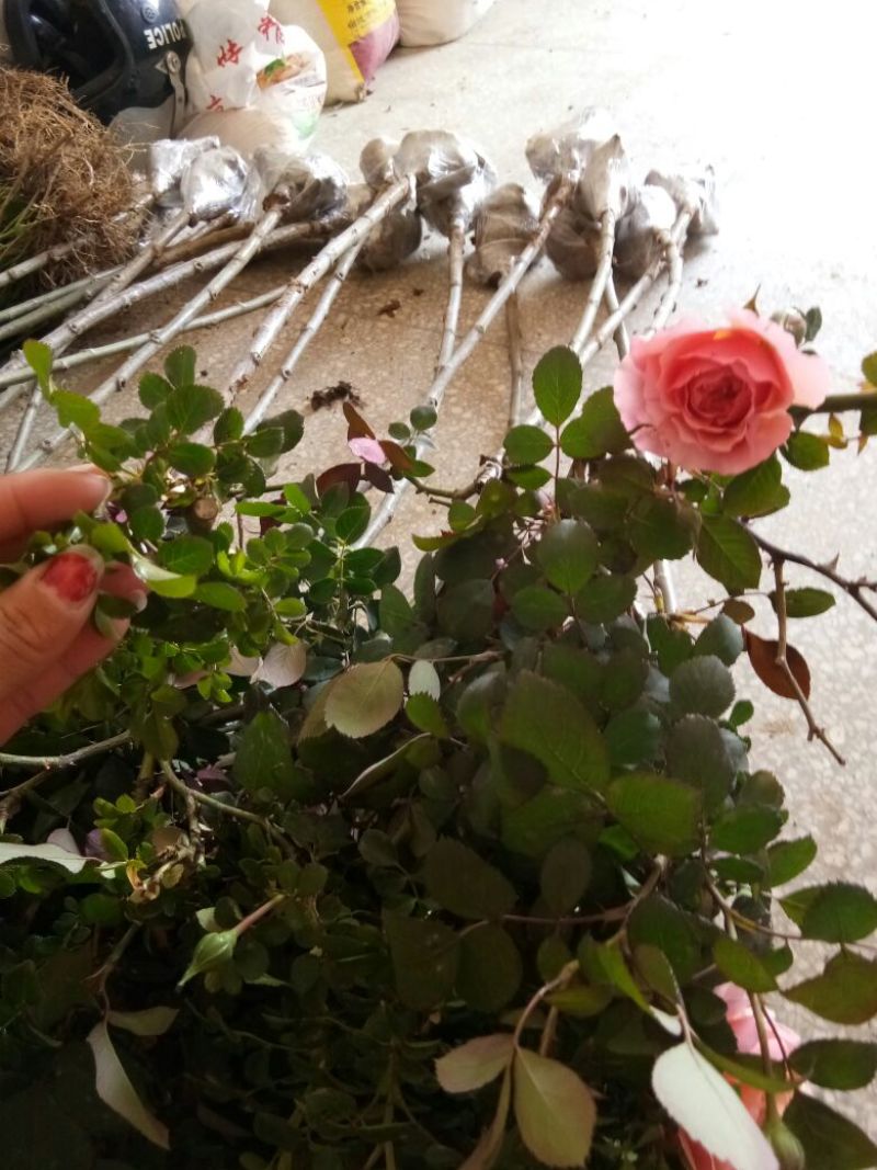 树状月季苗80Cm