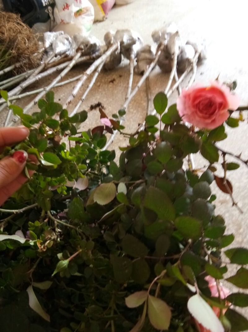 树状月季苗80Cm