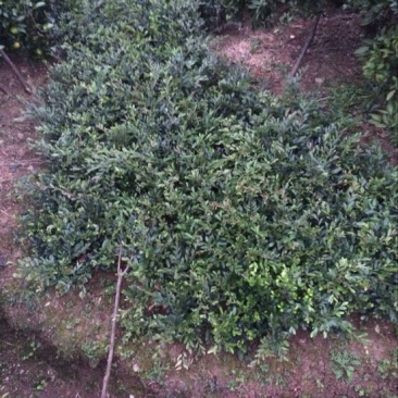 中华蚊母树30~50cm