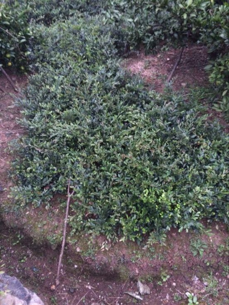 中华蚊母树30~50cm