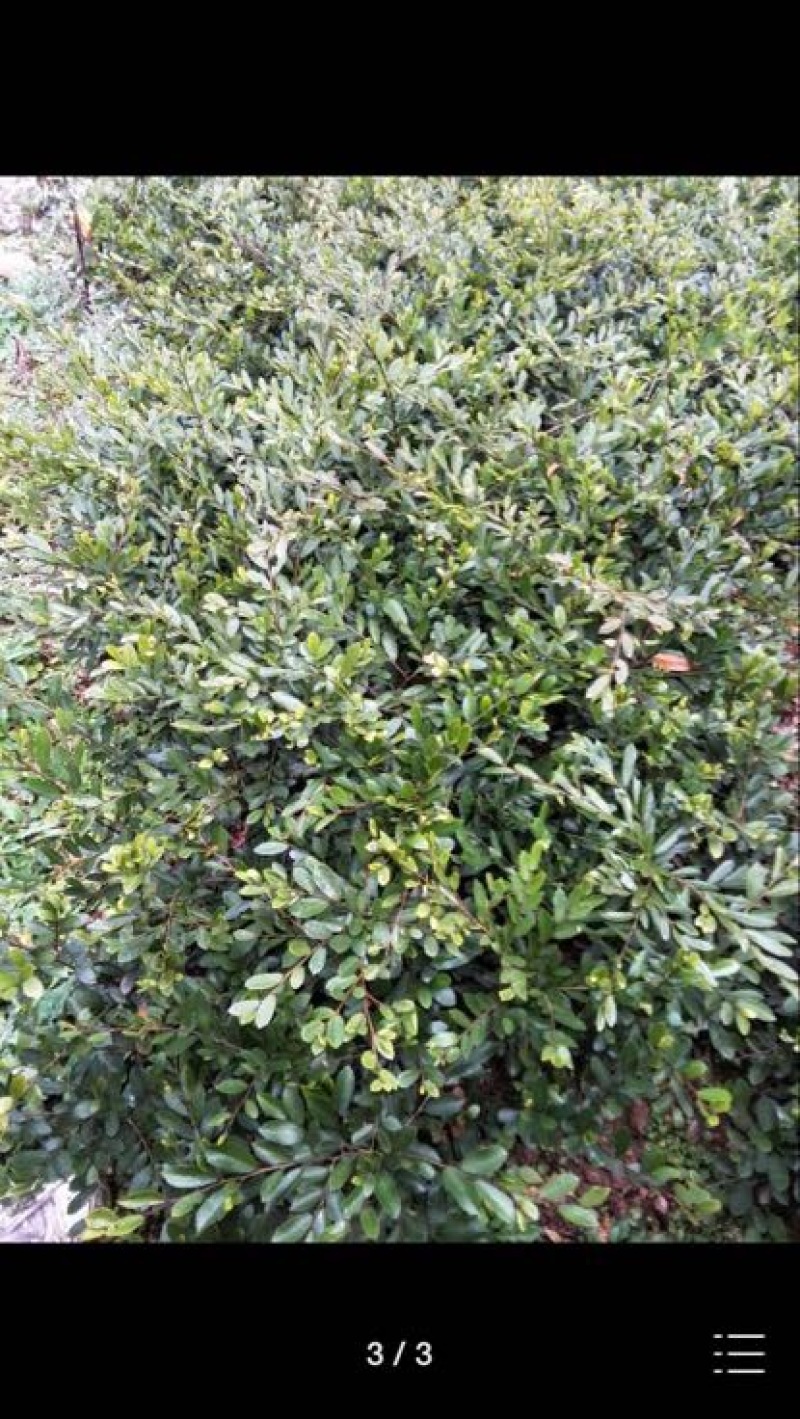 中华蚊母树30~50cm