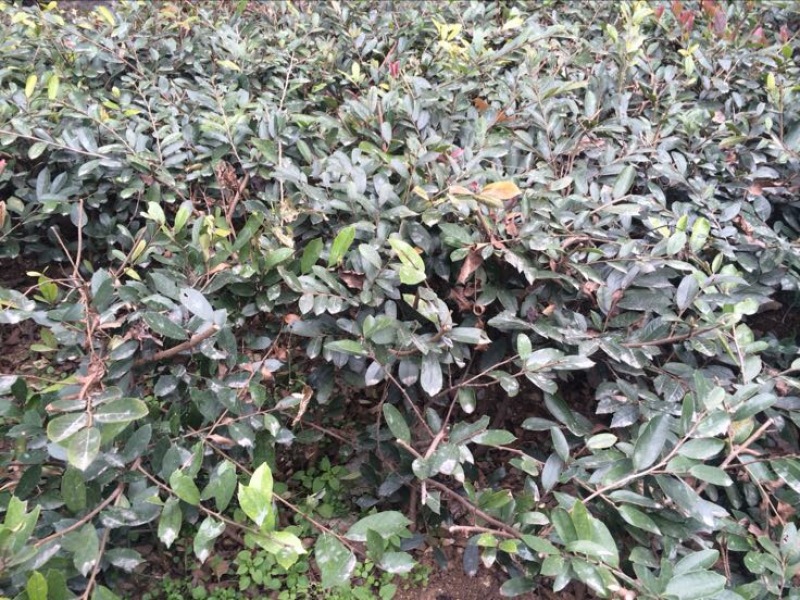 中华蚊母树30~50cm