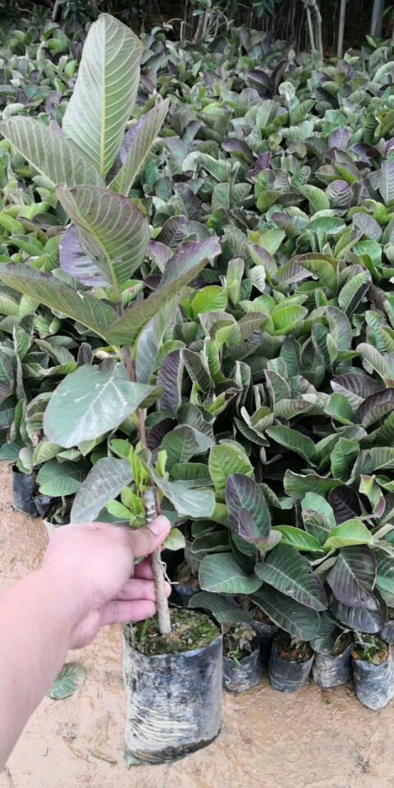 西瓜番石榴苗30~50cm