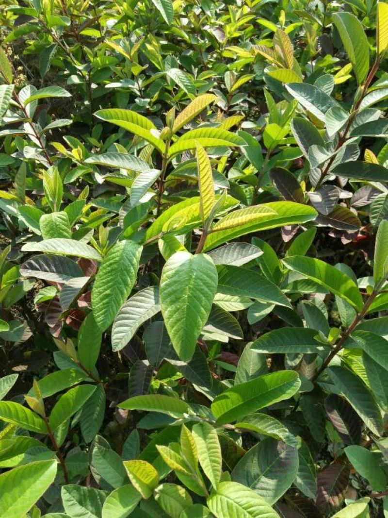 西瓜番石榴苗30~50cm