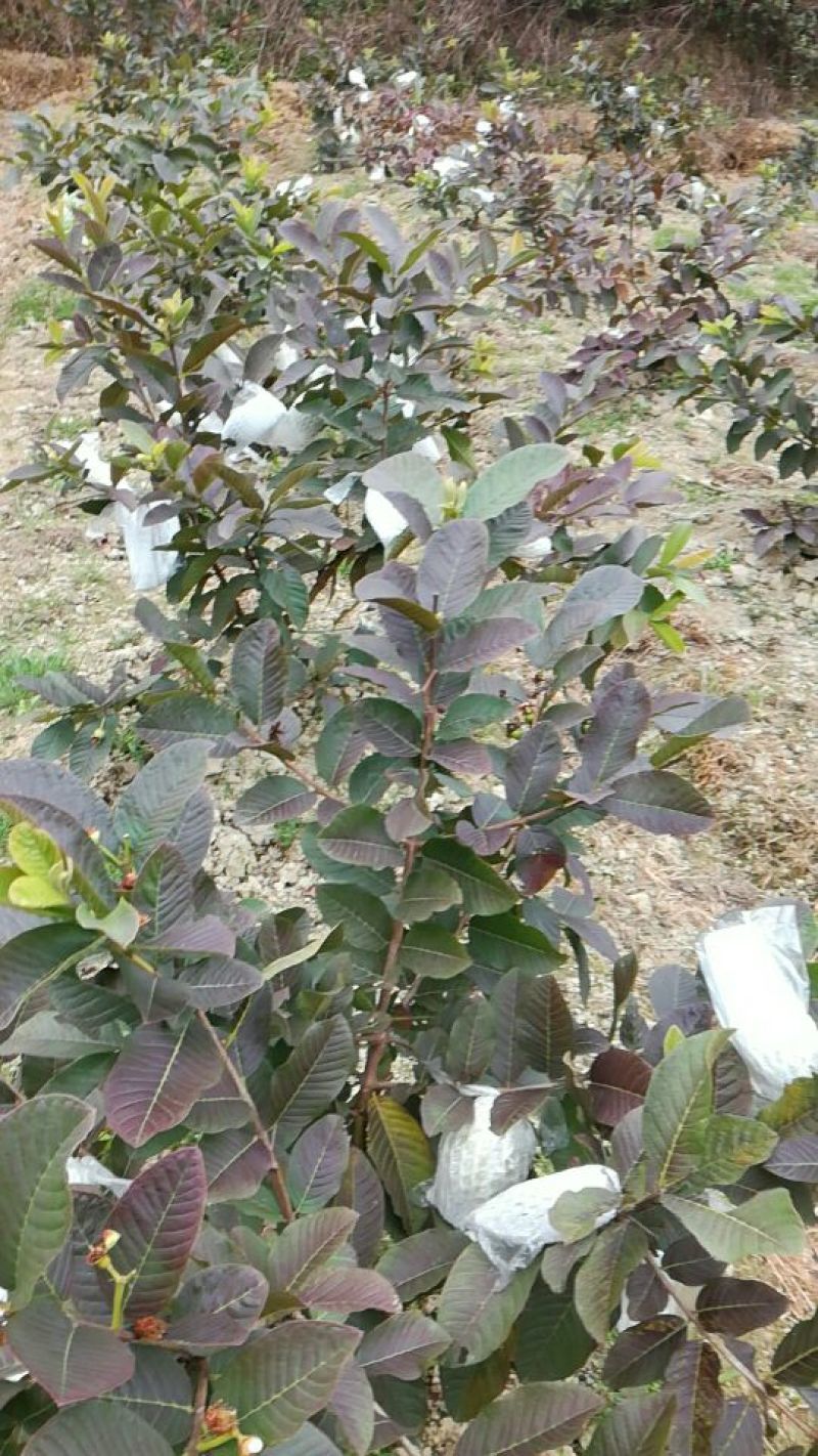 西瓜番石榴苗30~50cm
