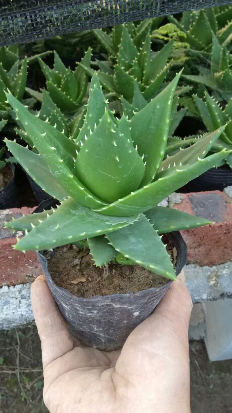 多肉植物带盆栽好