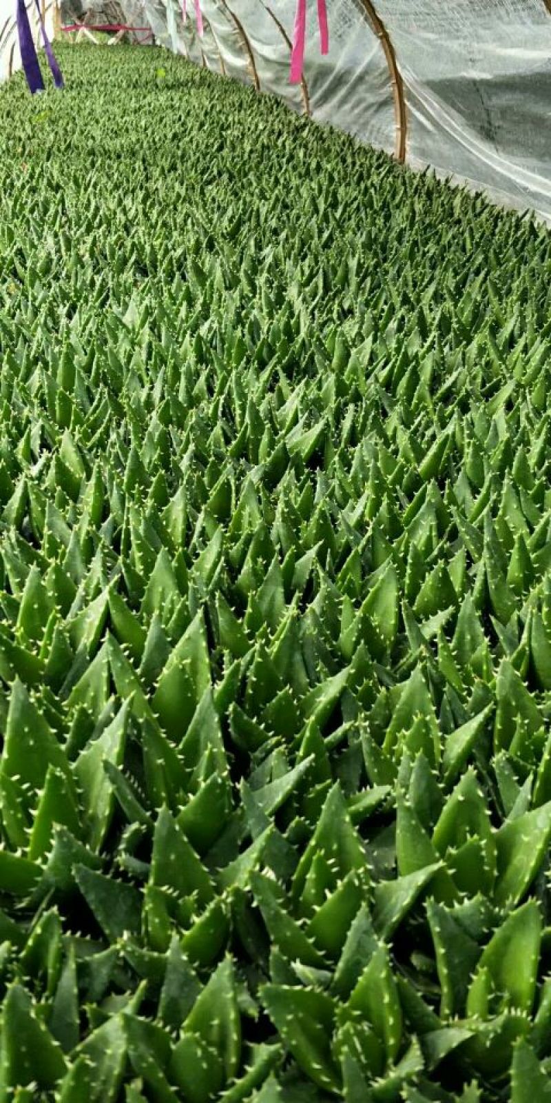 多肉植物带盆栽好