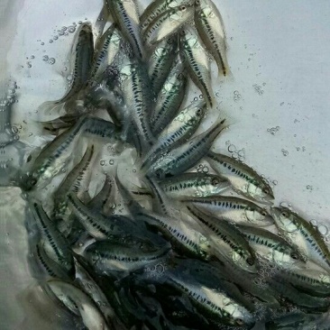 加州鲈鱼苗大量上市，价格实惠，品种优良